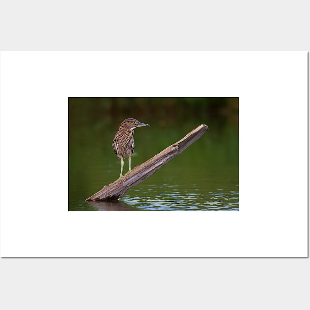 Juvenile Night Heron Wall Art by Jim Cumming